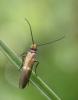 Micropterix aruncella